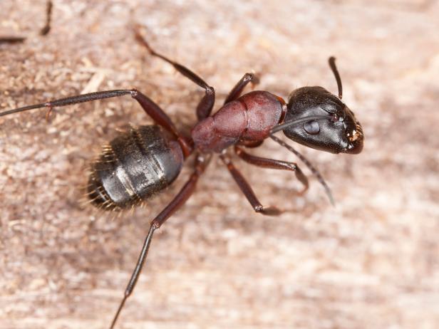 Getting Rid of Carpenter Ants in Your House 