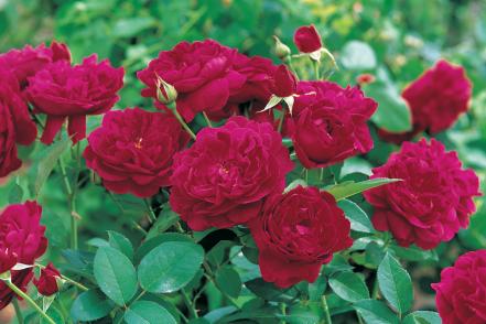 'Darcey Bussell' 