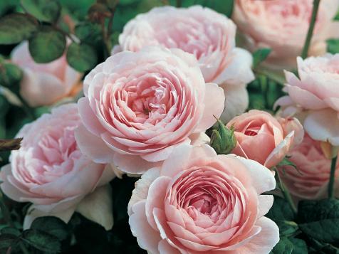 15 Fascinating Facts About Rose Fragrance