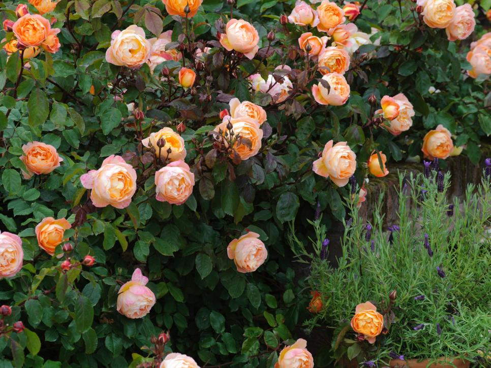 Everything You Need to Know About Roses HGTV Everything You Need to Know About Roses HGTV