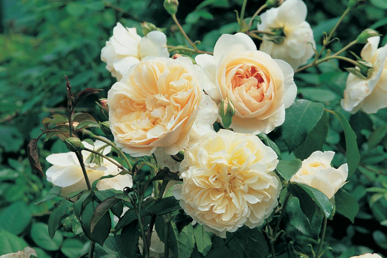 Old English Rose Varieties to Grow HGTV