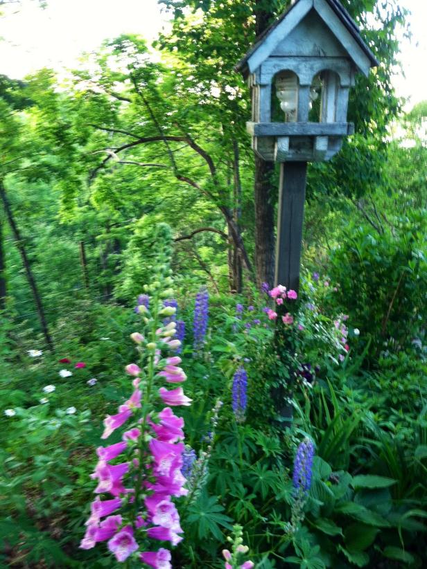 Foxglove Flowers How To Grow Foxgloves Hgtv