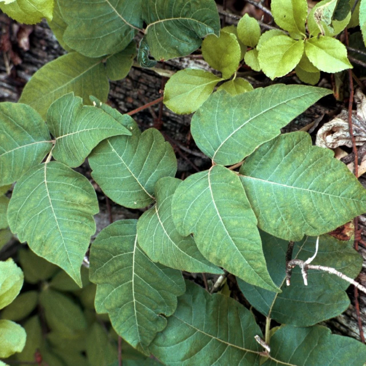 Poison Ivy Plant Poison Ivy Plant