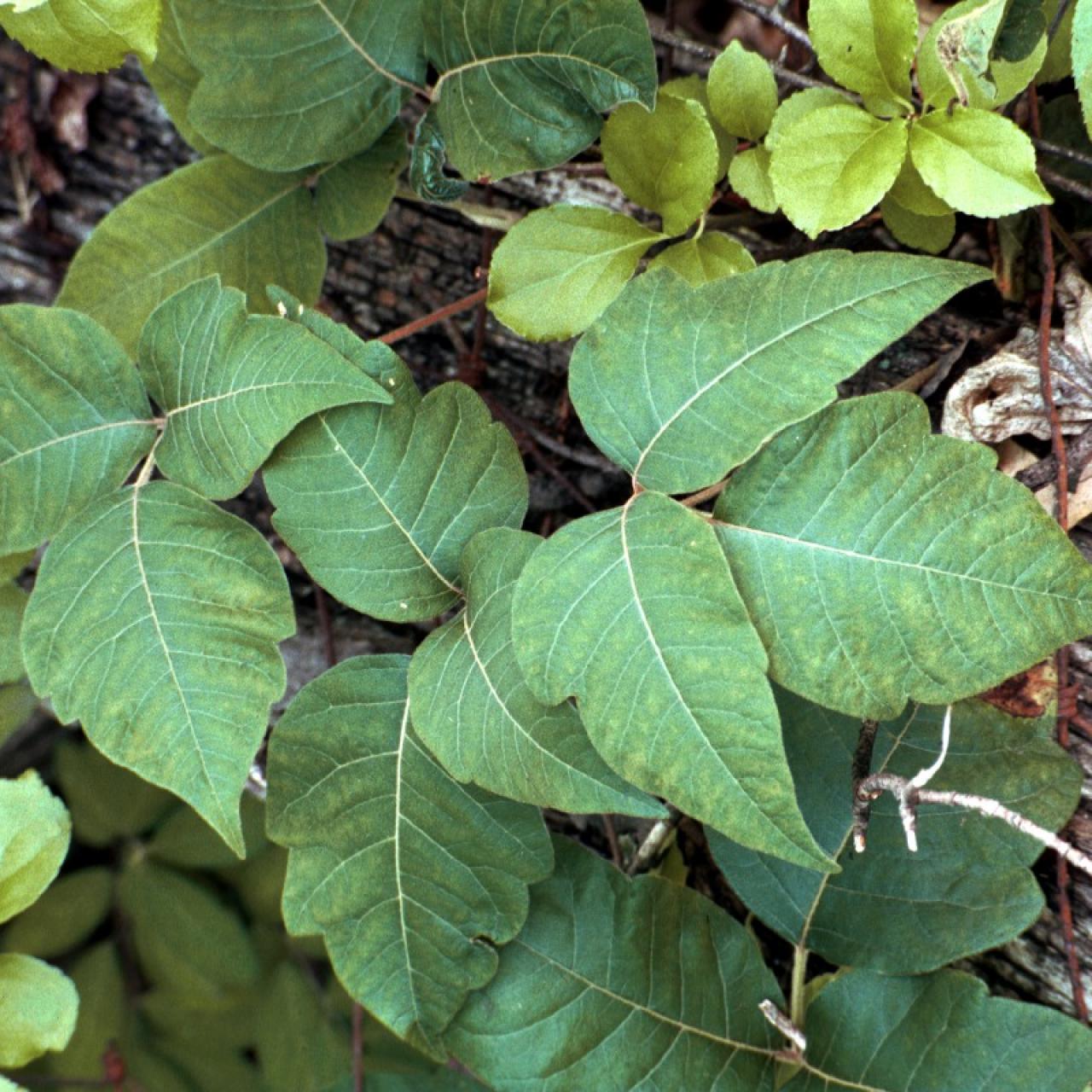 Poison Ivy Plants: How to Identify and Control Poison Ivy