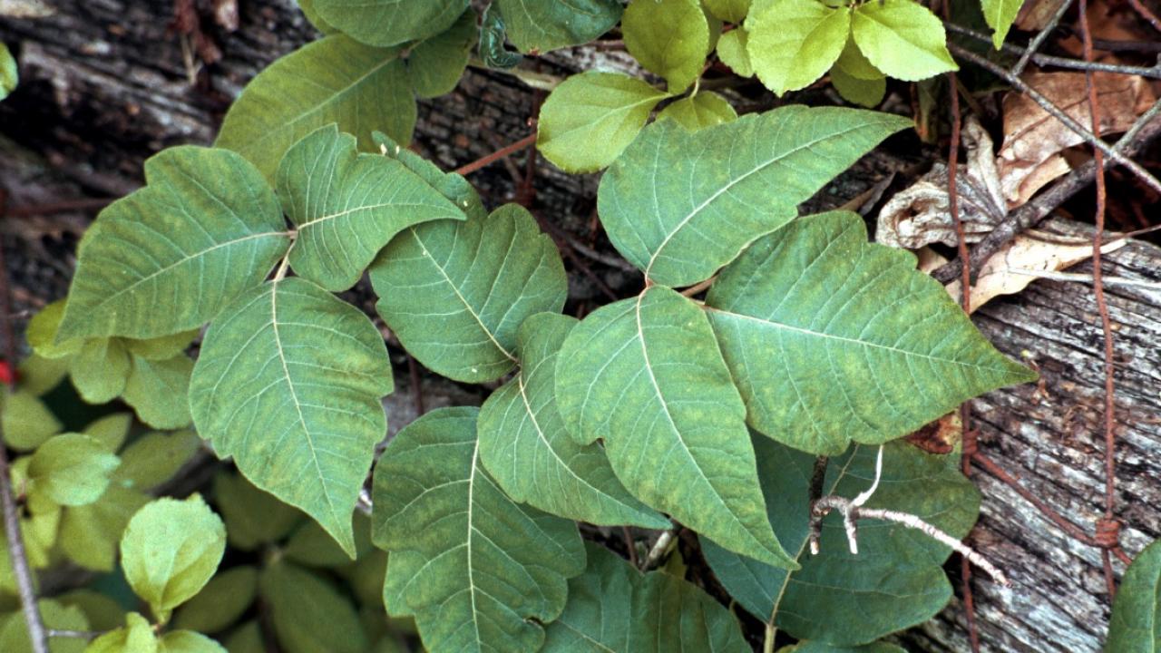 Poison Ivy Plants: How to Identify and Control Poison Ivy