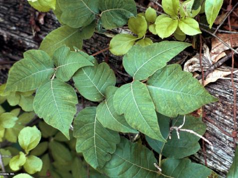 How to Identify Poison Ivy