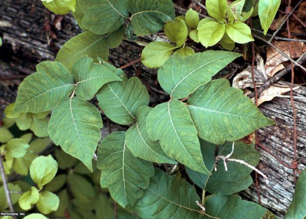 Poison Ivy, Toxicodendron radicans 