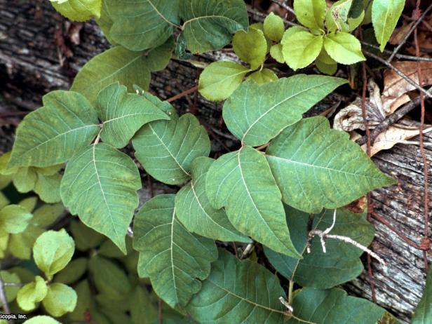 Poison Ivy Plants: How to Identify and Control Poison Ivy | HGTV