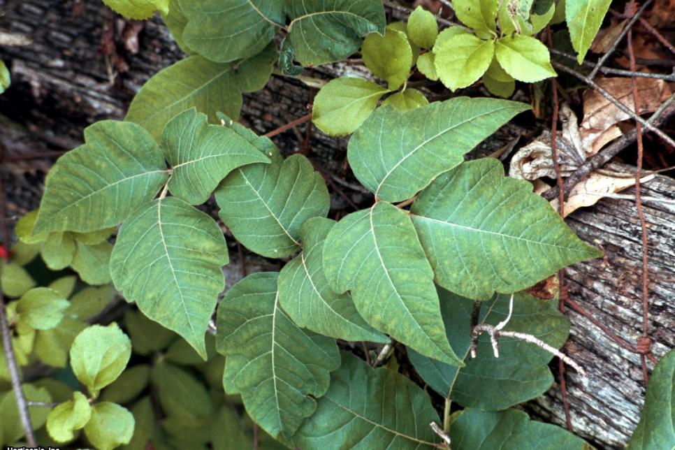 backyard plants poisonous to dogs