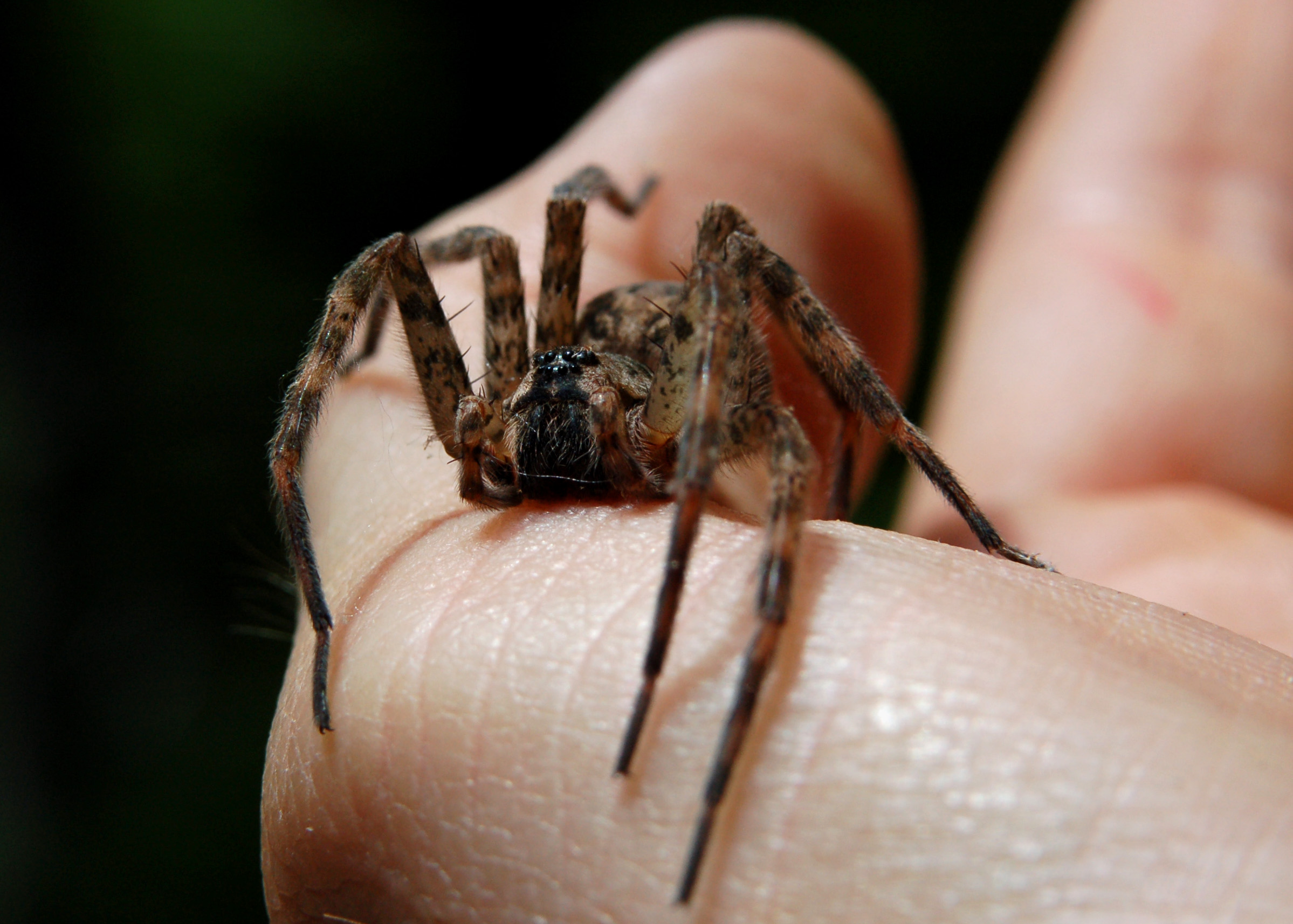 grounded wolf spider