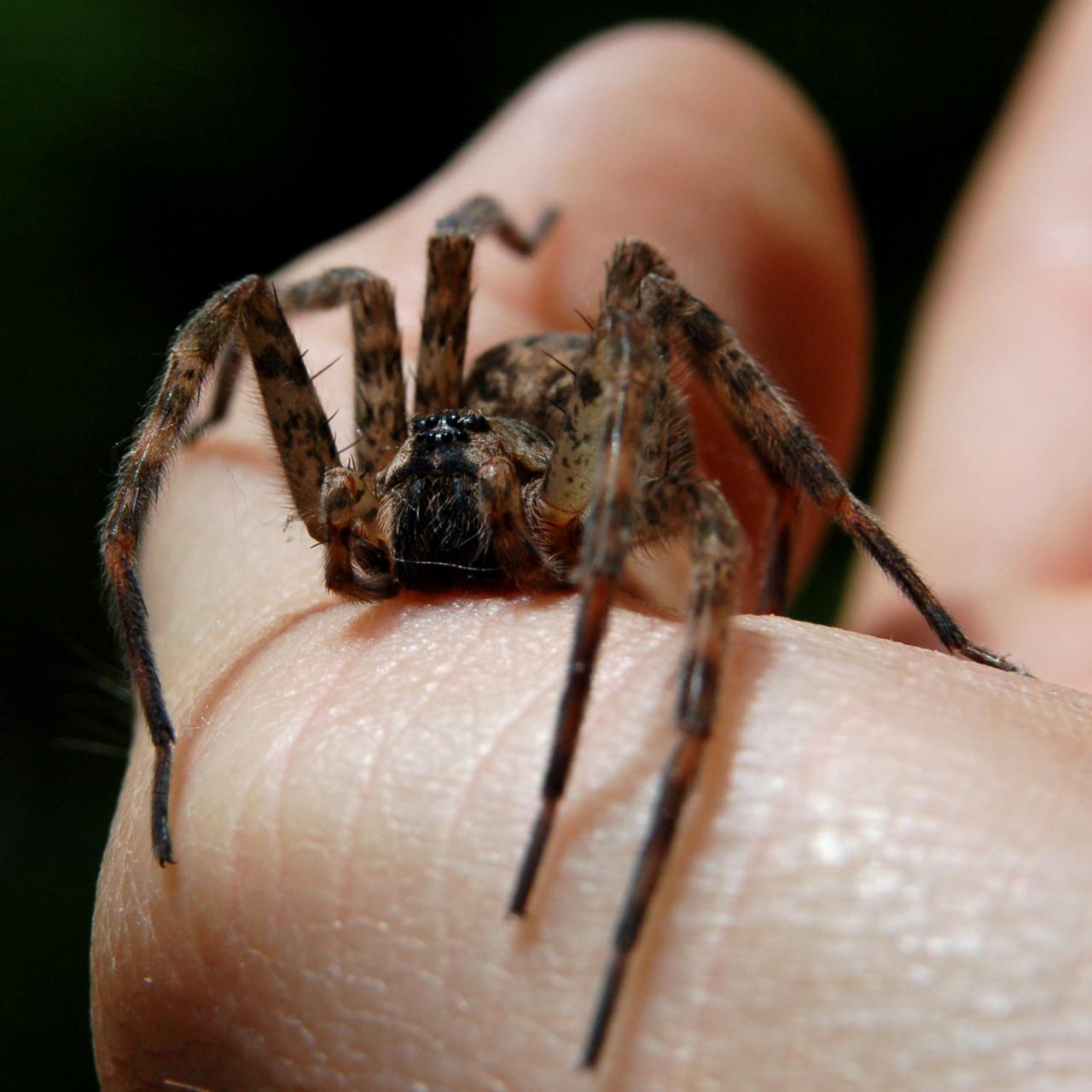 wolf spider web