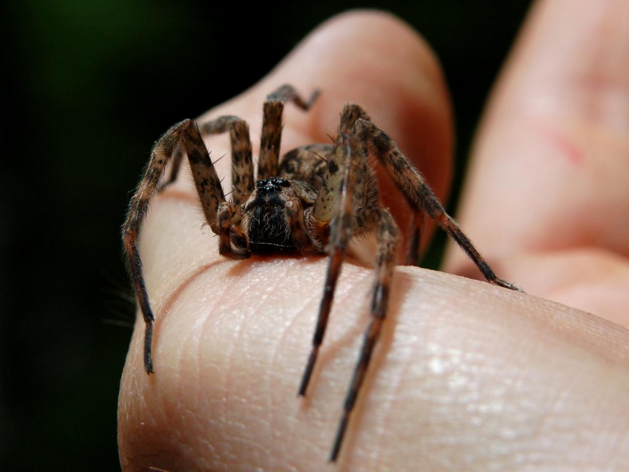 Should I Be Afraid of Wolf Spiders? - Dengarden