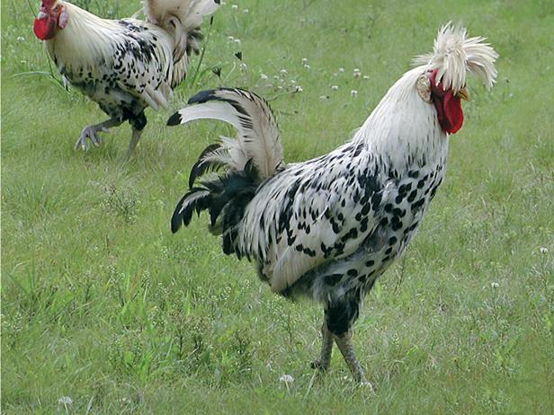 Brahma is an American breed of chicken. 
