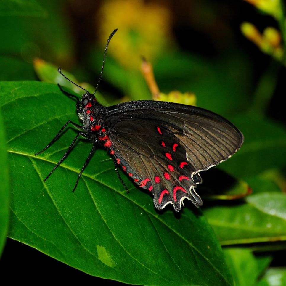Exotic Tropical Butterflies   HGTV