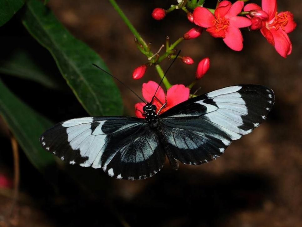 Exotic Tropical Butterflies | HGTV