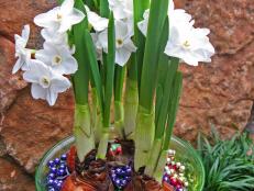 Paperwhite Narcissus can be made to bloom on shorter stems with a  special alcohol and water mix. And Mardi Gras beads work just fine in  place of gravel.