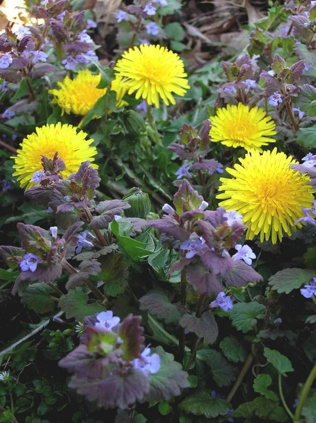Dandelion and henbit are winter and spring wildflowers or weeds in the South, best controlled in mid-winter.