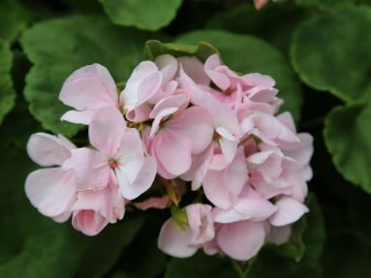 Pelargonium 'Ashfield Serenade'