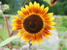 Mystery sunflower