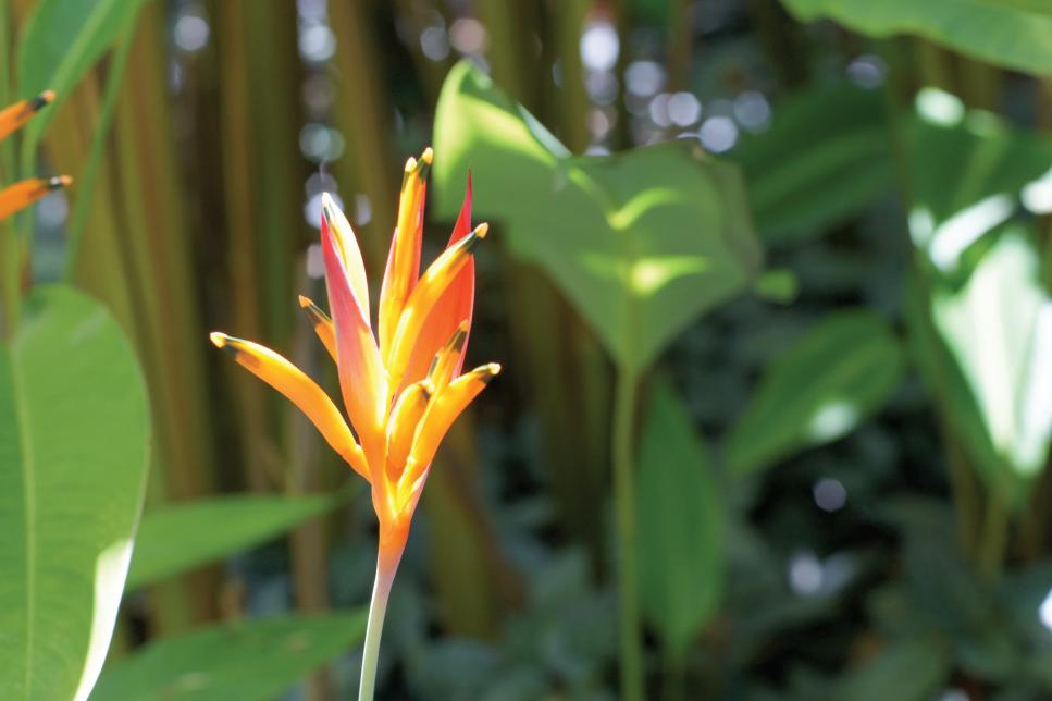 Tropical Plants at the Hawaii Tropical Botanical Garden | HGTV