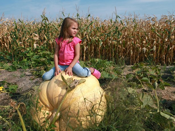 giant pumpkin