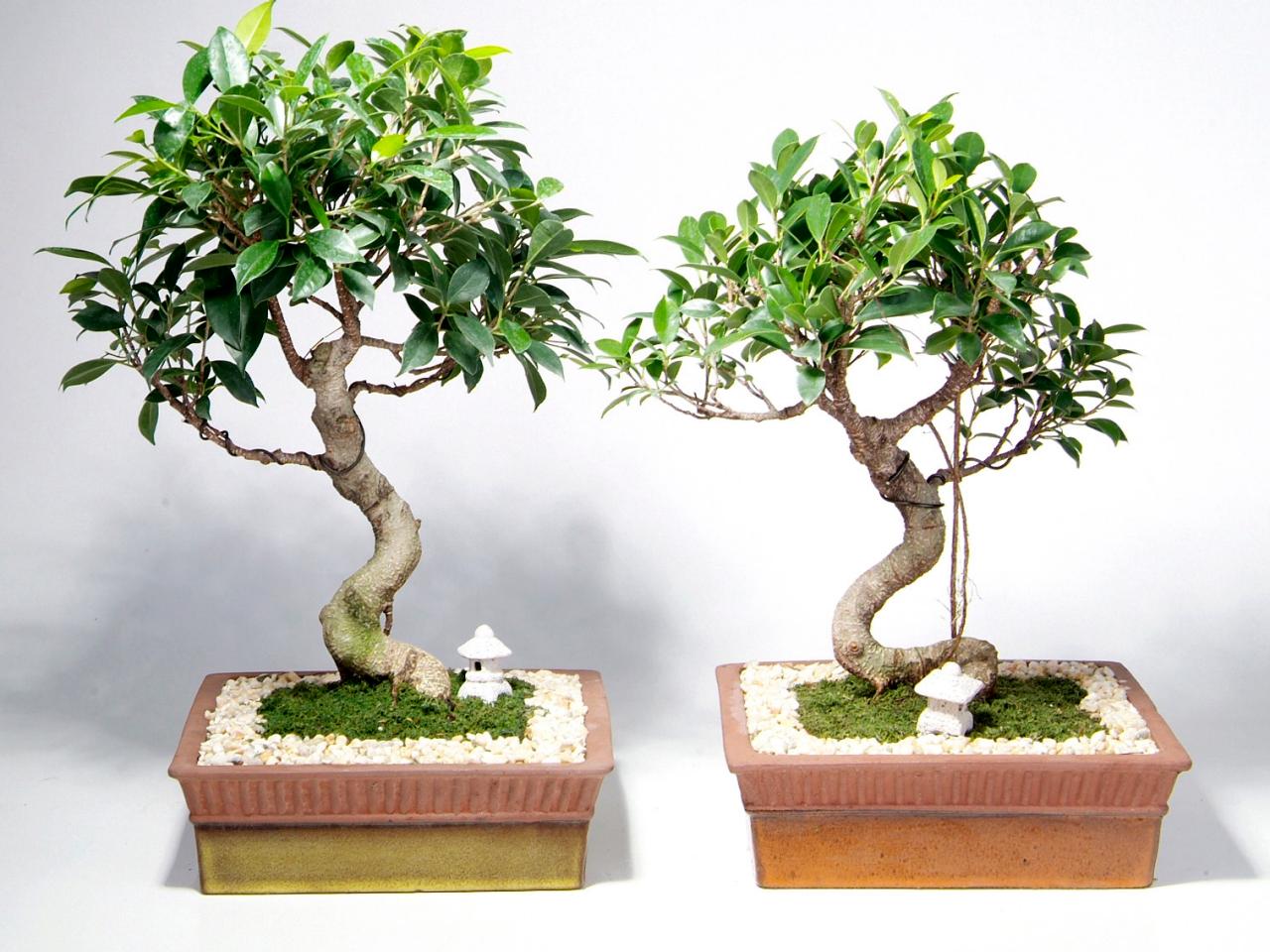 Our 3-Step Guide to Keeping Your Bonsai Tree Healthy and Growing