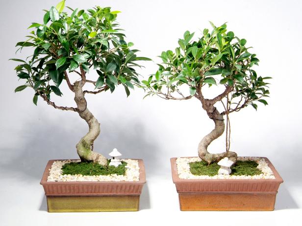 ¿Cómo se cuidan las plantas bonsai?