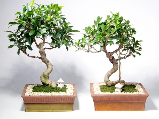 How to: Care for your Bonsai