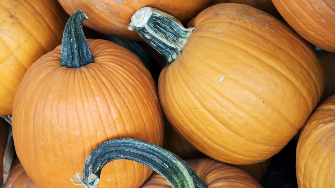 When to Plant Pumpkins | HGTV