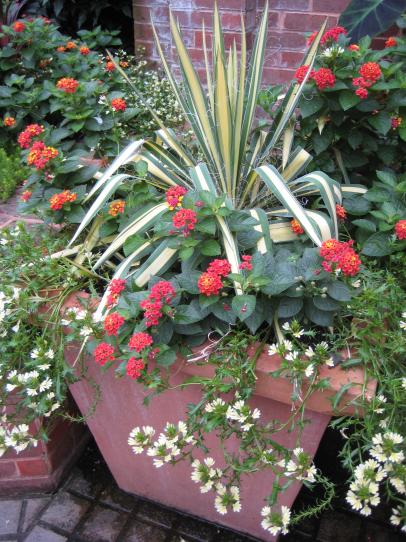 Patio Plants: Container Gardening With Perennials