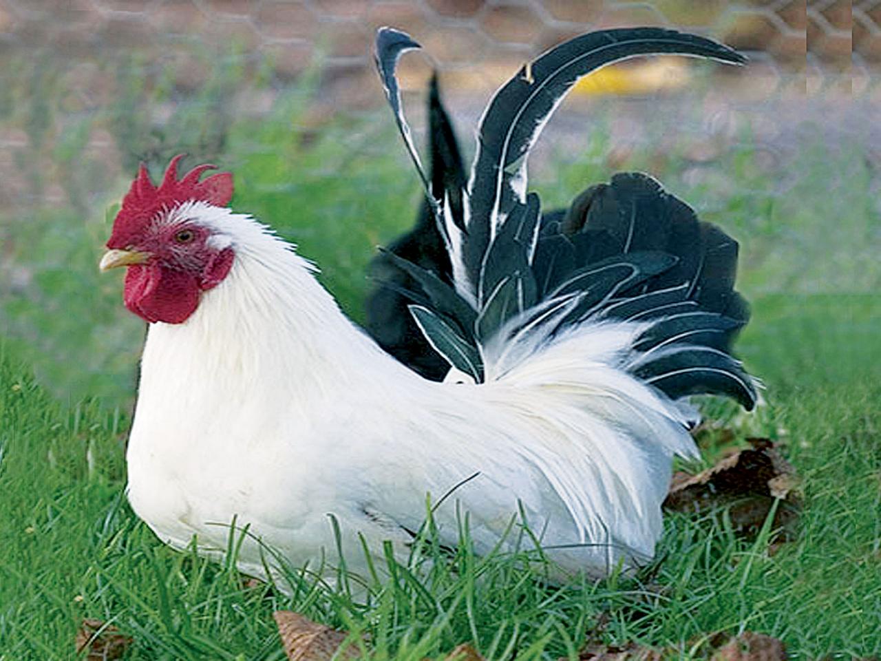 Silkies: Backyard Chicken Breeds HGTV.