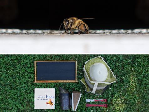 Animal Diaries: The Bee