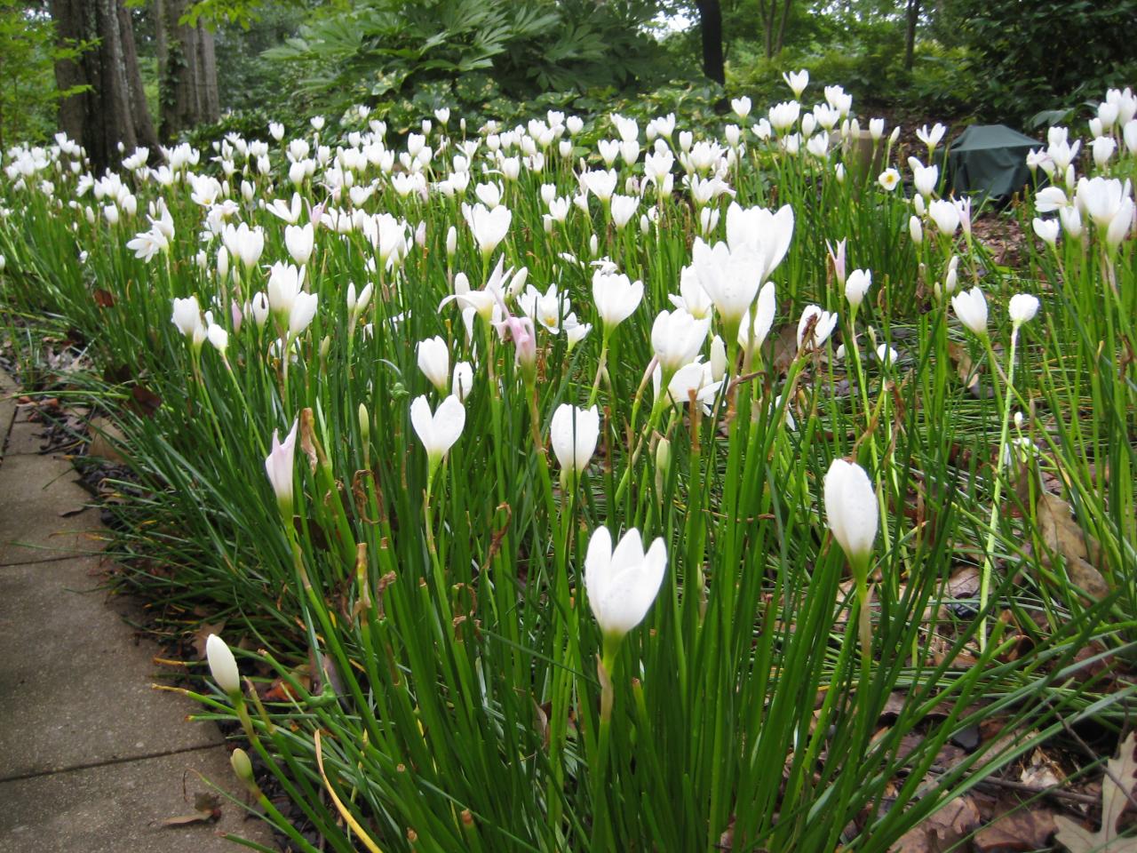 Rain Lilies Pop Up After Rain | HGTV