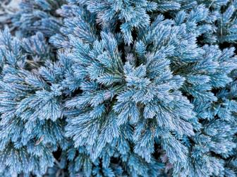 Types of Conifers