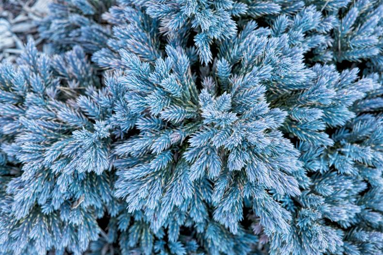 Types of Conifers
