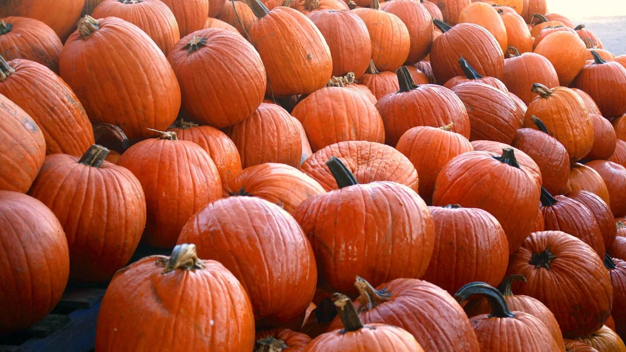 When to Harvest Pumpkins | HGTV