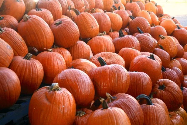 Pumpkin popular Harvest