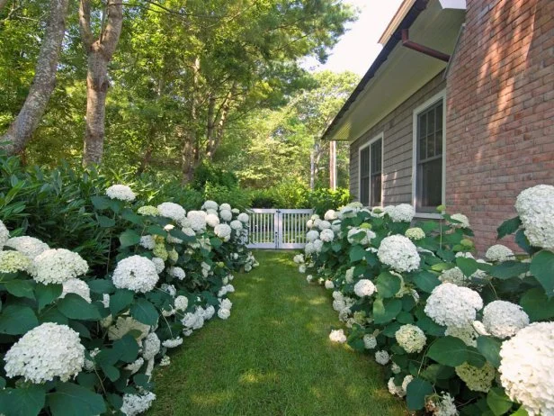 Hydrangea landscaping discount