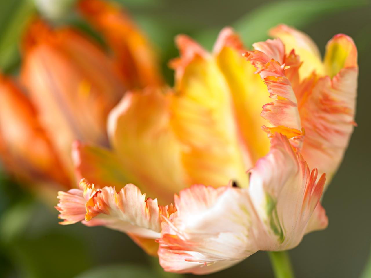 Parrot Tulips And Other Unusual Flowers Hgtv