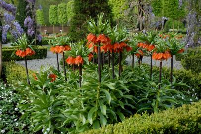 24 Elixir Gardens Green Split Canes Support Sticks Plant Garden Lily Bulb Flower 600mm x 10