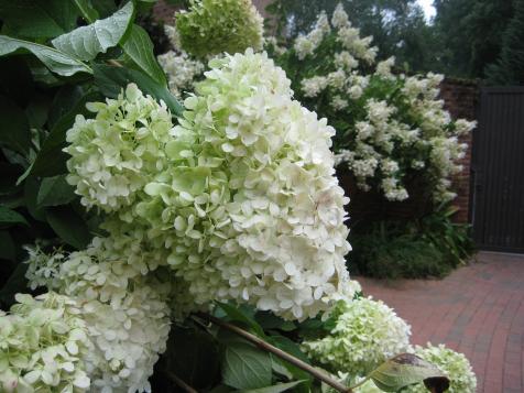'Limelight' Hydrangea Planting and Growing Tips