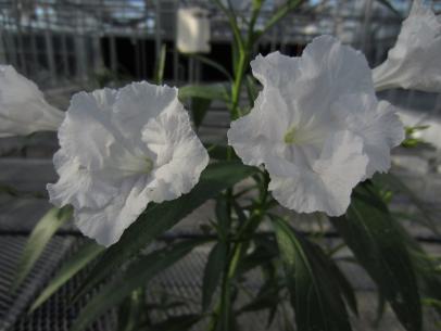 Is mexican petunia poisonous discount to dogs