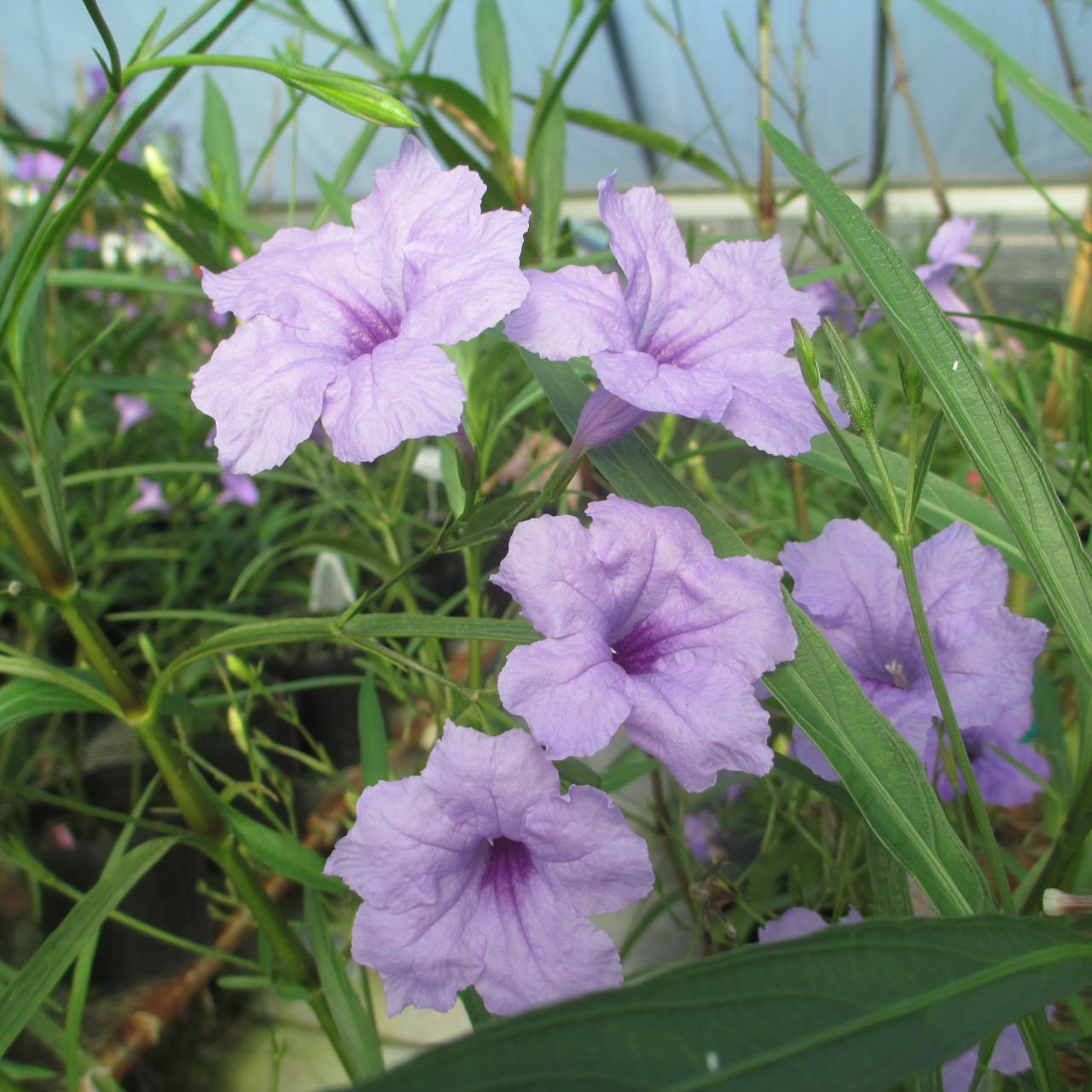 Are petunias harmful to dogs online