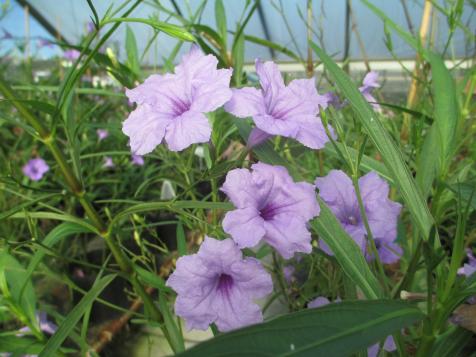 Mexican Petunias: Plant With Caution