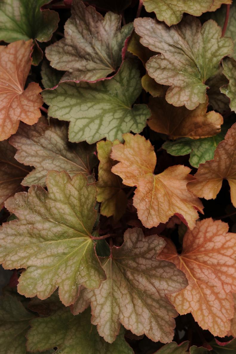 'Carnival Watermelon' Heuchera