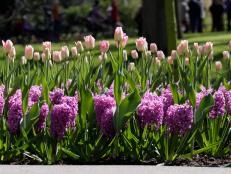 Hyacinth Amethyst Tulip Dynasty _MG_1062.JPG