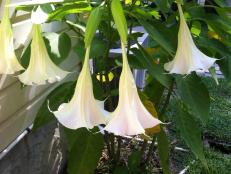 My Angel Trumpets are finally blooming!