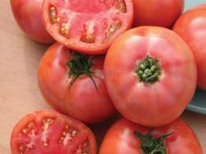 'Brandywine Pink' Tomato - Tomato Varieties - Heirloom Tomatoes