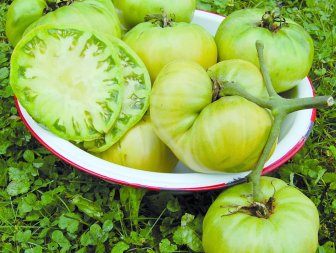 'Aunt Ruby's German Green' Tomato - Tomato Varieties - Heirloom Tomato