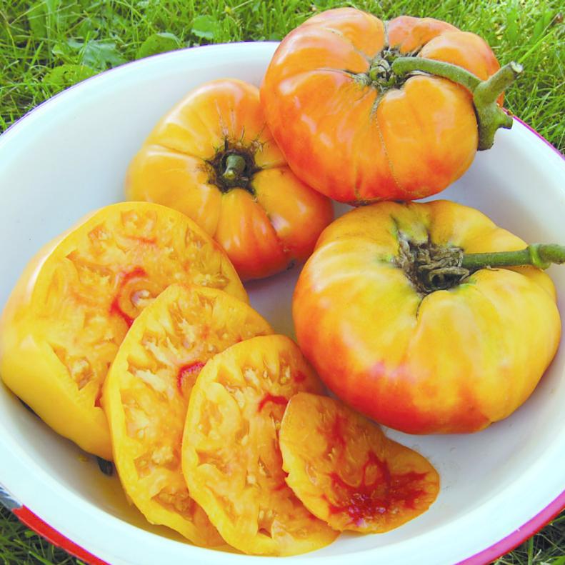 'Gold Medal' Tomato - Tomato Varieties - Heirloom Tomato - Short-Season Tomatoes